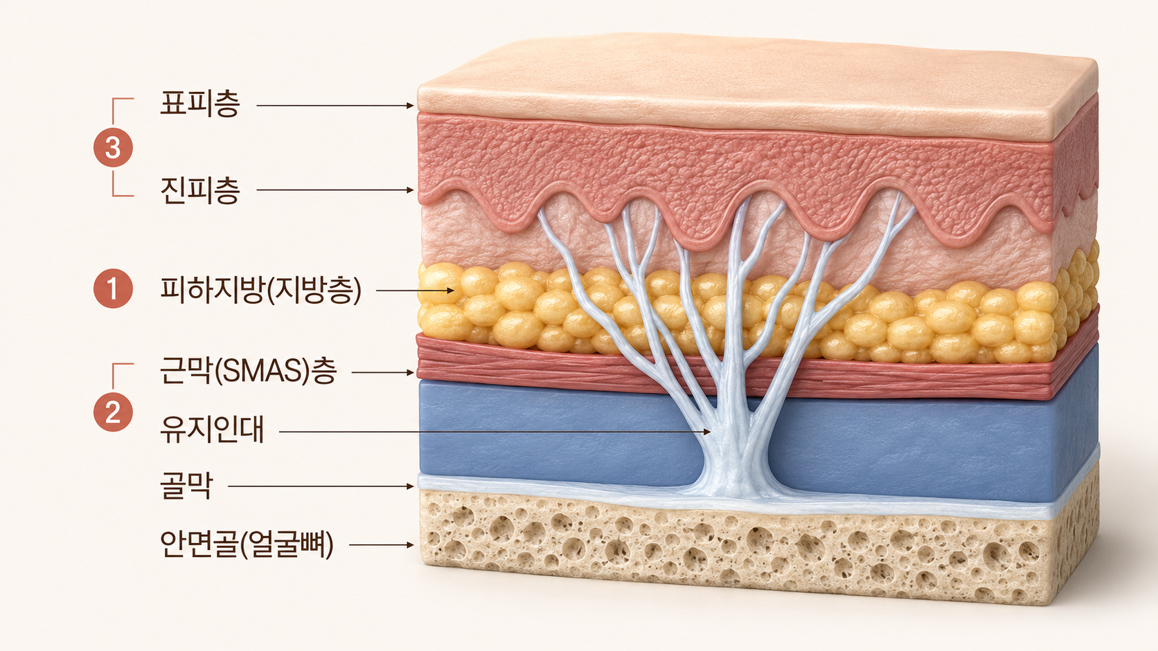 리팅성형외과_미니윤곽술_얼굴구조_지방.png %EB%A6%AC%ED%8C%85%EC%84%B1%ED%98%95%EC%99%B8%EA%B3%BC_%EB%AF%B8%EB%8B%88%EC%9C%A4%EA%B3%BD%EC%88%A0_%EC%96%BC%EA%B5%B4%EA%B5%AC%EC%A1%B0_%EC%A7%80%EB%B0%A9.png